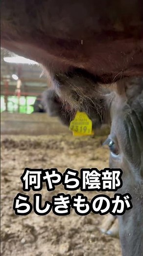 【牛の陰部を紹介】訂正版🐃