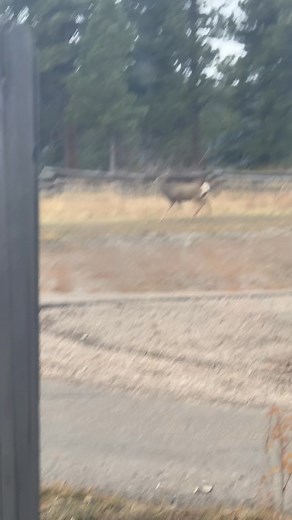 21K views · 369 reactions | Saw this fellow right outside our office window! Also, we will be closed tomorrow for Thanksgiving. We hope it’s a day spent with family, loved ones, and lots of wildlife. ❤️ | Flaming Gorge Resort | Facebook