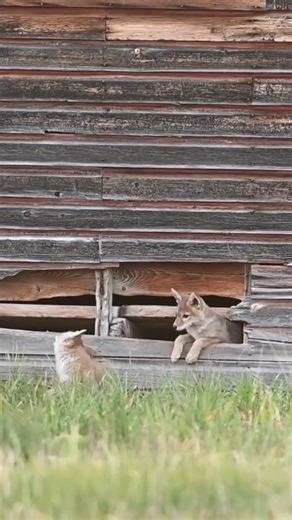 Pause, take a deep breath, and soak in the pure joy of two coyote pups at play. 📷 Cat Wood | silkycoyote.com #CoyotePups #Coyotes #ProjectCoyote #Wildlife | Project Coyote