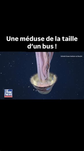 Le Nouveau Détective on Instagram: "SPECTACLE DES PROFONDEURS MARINES Une méduse géante, surnommée « méduse fantôme », a été observée lors d’une expédition en mer profonde au large des côtes argentines. Les chercheurs estiment que ce spécimen pourrait atteindre la taille d’un car scolaire. Les images, captées à 820 pieds (250 mètres) sous la surface, montrent l’animal évoluant lentement dans l’obscurité abyssale. La vidéo a été diffusée par le Schmidt Ocean Institute, dont les expéditions docume