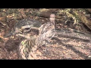 Birds - Bush Stone-curlew Nesting (Rare and Endangered Australian Bird)