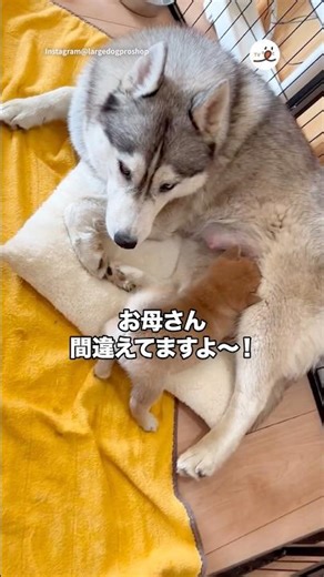 お母さんを間違える子柴｜PECO