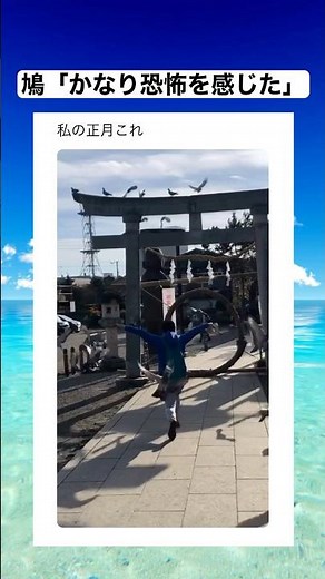 鳥居の上で微動だにしない強者が一匹いるぞｗｗｗ #shorts #おもしろ #おすすめ