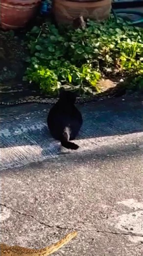 black cat meets python