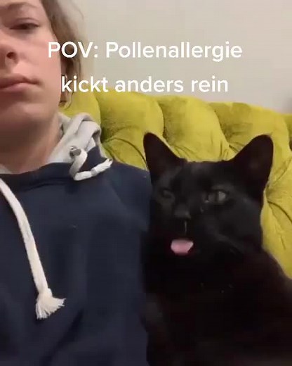 Understanding Cat Sneezing and Pollen Allergies