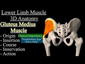 Gluteus Medius Muscle 3D Anatomy Animation, Origin, Insertion , Action, Trendelenburg Sign/ Hip Drop