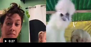 Chicken Dance - Video