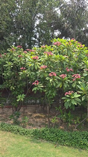 My plumeria jungle... in a public park near our house. #plumeria #garden