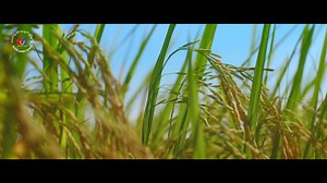 စပါးရယ်ဝါ MUSIC VIDEO [ TEASER ] Powered By Marlarmyaing Group #JFire #MarLarMyaing #စပါးရယ်ဝါ | J Fire