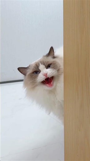 Would you dare to mess with a vindictive cat like Puff?#cat #christmas #prank #thatlittlepuff