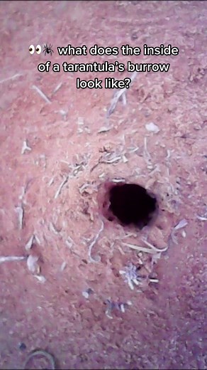i threw my phone 💀 #unsw #australia #spider | tarantula