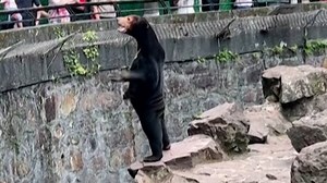 China zoo debate: Is this a sun bear, or a person in a costume?