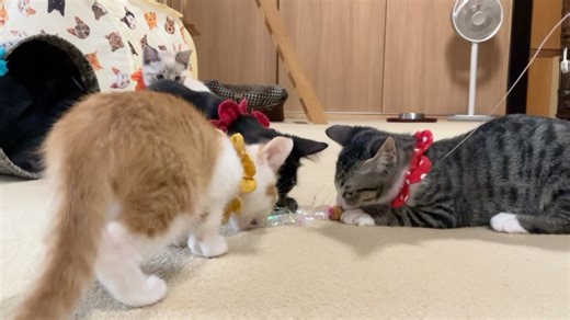 kemikemi🇯🇵 on Instagram: ". ▫️ミント ʕ•̫͡•ʔ 預かり24日目。 生後8週。 さてさて、ミント村のミント族ミンティ🌱 ミンティ、ついに大大大好きなひぃちゃん先生に別れを告げ😢 座敷の大ケージ（お姉たちと一緒）にお引越ししましたよ🏠 最初はかなり鳴いてしまったので、ずっと抱っこしてヨシヨシしていました(*-ω-)ヾ(･ω･*)ﾅﾃﾞﾅﾃﾞ （だいぶ緊張していました） が、そこはまだ幼い子猫のこと。 メロンパンナコッタちゃんにシャーされて しょんぼりする場面もありましたが😅 じきに みんにゃに混じって遊ぶようになりました☺️ ① じゃらし遊びに加わろうとするも、モタモタしているため、お姉たちの動きについていけない💨 ②③ 頑張るミンティ。 ④⑤ チェリぴにロックオンされたミンティ。 …ひぃちゃんパイセンはどうしているかと言いますと、甘えん坊が炸裂しております。 ひぃちゃんは子猫の前では甘えられないので、ずっとガマンしていたのでしょうね。 また、普