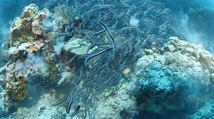 convict blenny digging the sand to maka a place underwater fish school together
