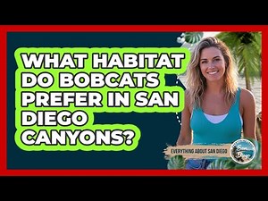 What Habitat Do Bobcats Prefer In San Diego Canyons?
