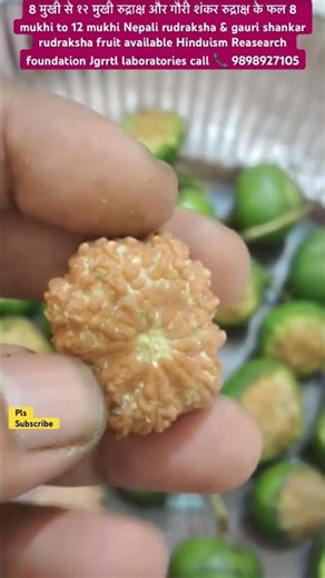 8से12मुखी रुद्राक्ष गौरीशंकर नेपाली रुद्राक्ष के फल 8to12& gauri shankar rudraksha fruit 🪷subcribe