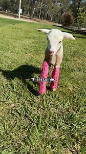 Lainie update 🫶 For those who missed it, we rescued Lainie as a newborn. She was born a twin, however, sadly her mother didn't have enough milk to feed them both. One of them was not going to make it. Ordinarily, this would have been Lainie. Born with contracted tendons, on a regular farm without the means or funds to support her recovery, Lainie would have most likely been "disposed of". A life like hers is often seen as too costly when compared to the benefits she could bring to a farm. Becau