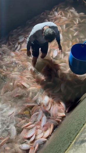 Malam-malam panen ikan nila jumbo #ikannila #shorts