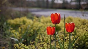 Red Tulip flowers blooming in the garden outdoors
