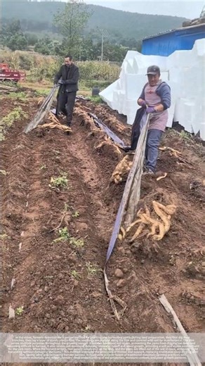 Yam planting method using film
