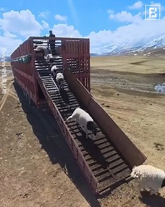895K views · 3.5K reactions | Smartest Way To Unload Cattle Without Stress!  | Fossbytes | Facebook