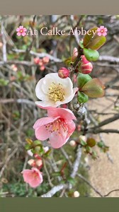 🌸Spring has arrived at Calke Abbey🌸. #calkeabbey, #march2025, #derbyshire, #springgardening, #prettyspring, #beautifulspring, #inspiration, #lovespringtime, #petalsandblooms, #blossoms, #blooms, #derby, #nature, #naturelovers, #englishheritage, #englishheritagesites | Robin and Ava Floral Studio