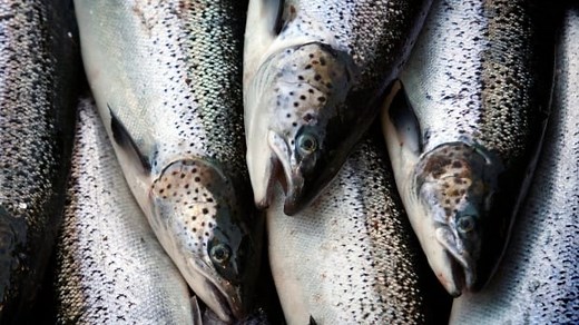 Maker of GMO salmon says it sold 4.5 tonnes in Canada this year but won't say to whom
