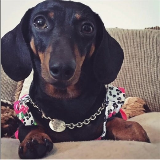 Barking truth | Sam,Matilda and Henry The Savvy Dachshunds