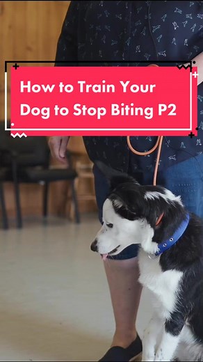 Effective Tips for Training Your Dog to Stop Biting