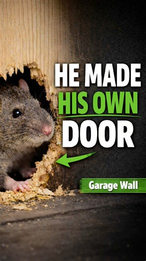 This rat didn’t find an entry point, it made one. #primepestsolutions #rodents #localbusiness | Prime Pest Solutions