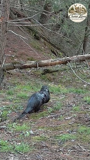 Three River Otters on the Move | Trail Cam