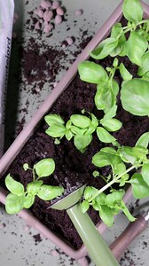 Sådan planter du dine krydderurter, så du nemmere kan holde liv i dem🌿 Find vores krydderurter på silvan.dk🔗 eller se hele vores udvalg i din lokale Silvan. | SILVAN