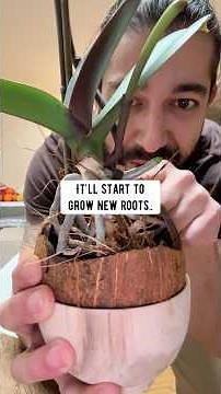 How to re-cycle an orchid | creative explained