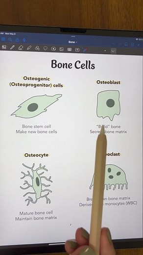 Understanding Bone Cells in the Skeletal System