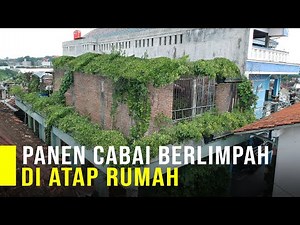Sukses Tanam Cabai Di Atap Rumah Bisa Panen Berlimpah Tiap Bulan