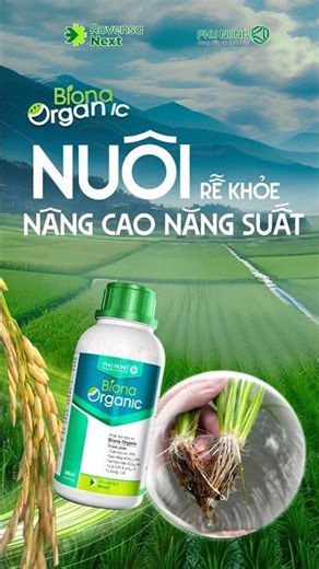 Biona Organic giúp rễ khoẻ, chắc hạt lúa