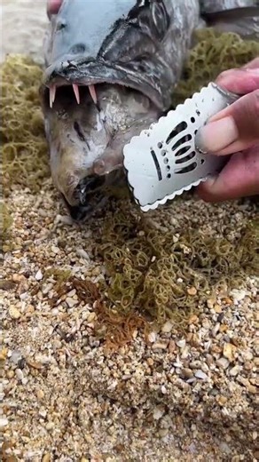 Those Teeth Are Terrifying 😱🦷