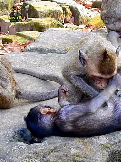 Funny Moments of a Confused Monkey