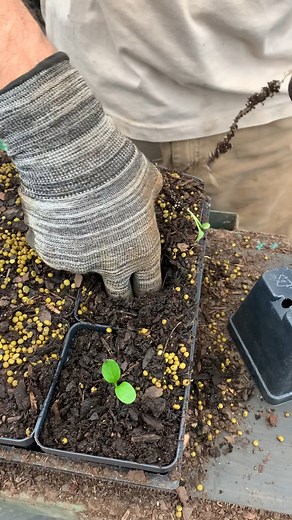 2.7K views · 125 reactions | The propagation crew is neck deep in hellebores seedlings right now. Their supervisor Aaron Selby explains the process of growing Hellebores from seed to the sales house. #hellebores #plants #propagation #plantnursery #horticulture | Plant Delights Nursery, Inc. | Facebook