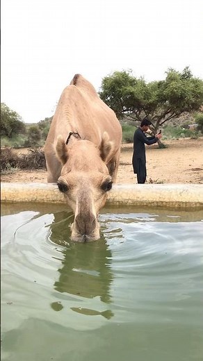 فرحة الجمل بإرواء عطشه