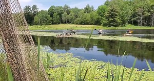 It's goose banding season. Yesterday, Fish and Game wildlife biologists and a few additional helpers banded over 100 geese at three sites. Geese are corralled during this, their feather molting period, a band with a unique ID is affixed to their leg, then they're sexed and released. Nearly 3 million geese have been banded across the country since 1914. A hunter who harvests a duck or goose with a band reports it to the US Fish and Wildlife Service. It's how biologists have been able to monitor f