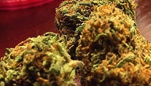 Fruit Punch Kush | Marijuana Strain Reviews