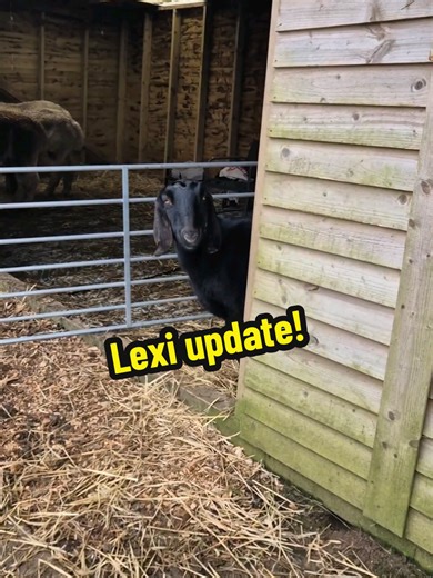 Exciting Update on Our Goats and Alpacas!