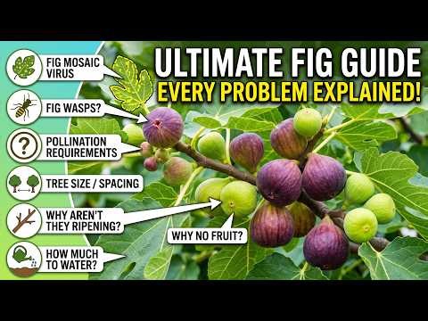 The Ultimate Fig Tree Care Guide: Every Common Growing Problem Explained