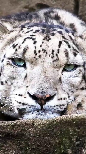 the majestic snow leopard