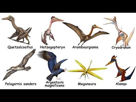 Every Giant Prehistoric Flyers Explained in 10 Minutes