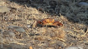 crab walk/ crab walking from sun to shade