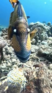 171K views · 5.2K reactions | It’s lunchtime for this fish  | I Love The Ocean | Facebook