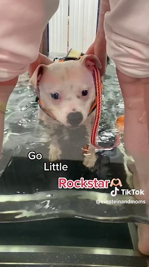 For those of you who haven’t heard Einstein was diagnosed with severe elbow dysplasia and and a milder form of hip dysplasia on both hips, this has caused him to walk, sit and run wrongly to ease the pain but in the long run it’s caused him alot more pain. So now he needs hydrotherapy to build up the muscles around the elbow joint without putting pressure on it and making it worse. He was so scared and he’s always hated going in the water but he kept going like a champ❤️❤️