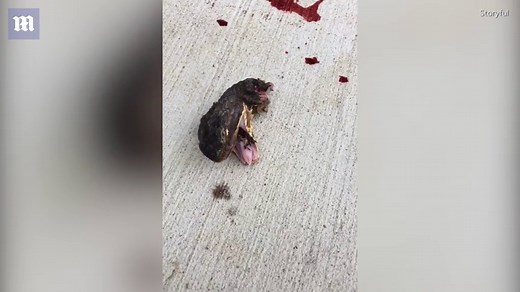 Gruesome severed snake head writhes to bare it's fangs